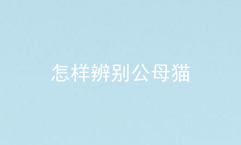 怎样辨别公母猫