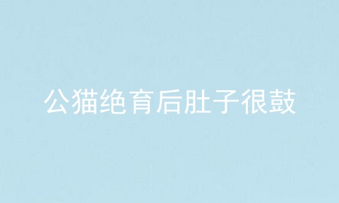 公猫绝育后肚子很鼓