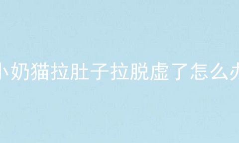 小奶猫拉肚子拉脱虚了怎么办