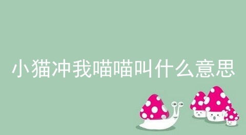 小猫冲我喵喵叫什么意思