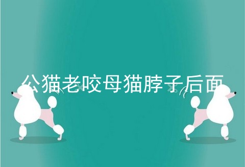 公猫老咬母猫脖子后面