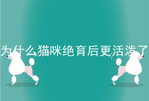 为什么猫咪绝育后更活泼了