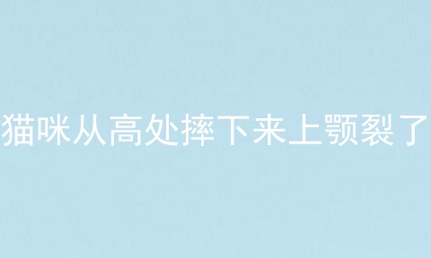 猫咪从高处摔下来上颚裂了