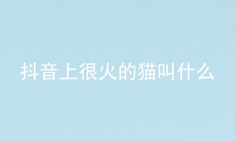 抖音上很火的猫叫什么
