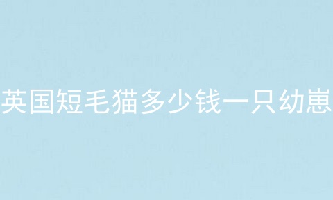 英国短毛猫多少钱一只幼崽