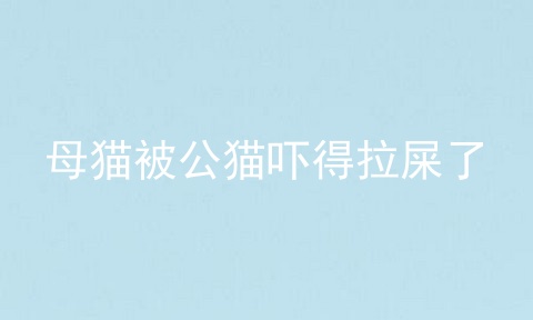 母猫被公猫吓得拉屎了