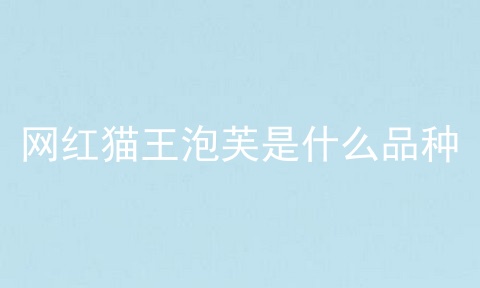 网红猫王泡芙是什么品种