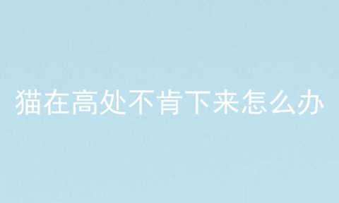 猫在高处不肯下来怎么办