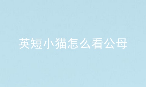 <a href=/cat/13.html target=_blank class=infotextkey>英短</a>小猫怎么看公母