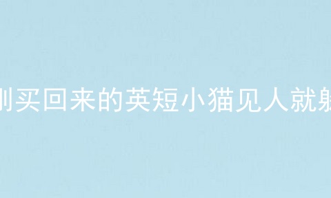 刚买回来的英短小猫见人就躲