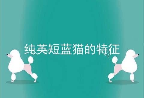 纯<a href=/cat/13.html target=_blank class=infotextkey>英短</a>蓝猫的特征