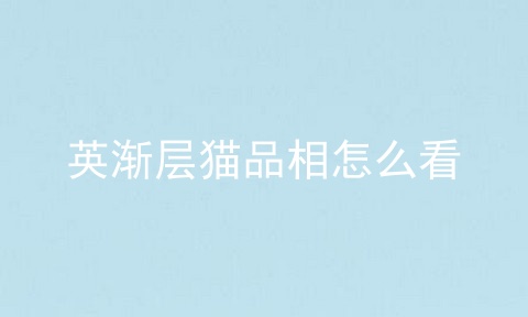 英渐层猫品相怎么看