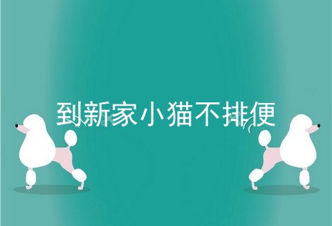 到新家小猫不排便