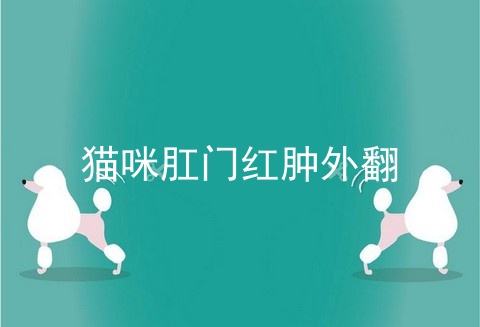 猫咪肛门红肿外翻