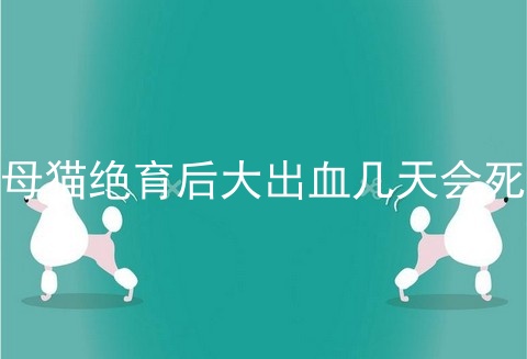 母猫绝育后大出血几天会死