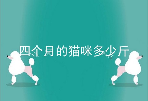 四个月的猫咪多少斤