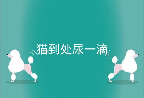 猫到处尿一滴