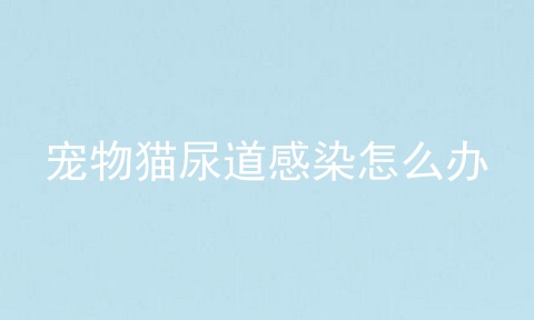 宠物猫尿道感染怎么办