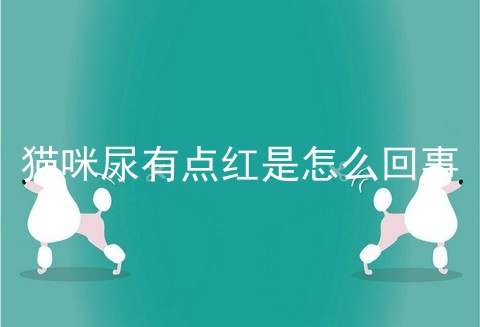猫咪尿有点红是怎么回事