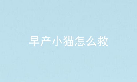 早产小猫怎么救