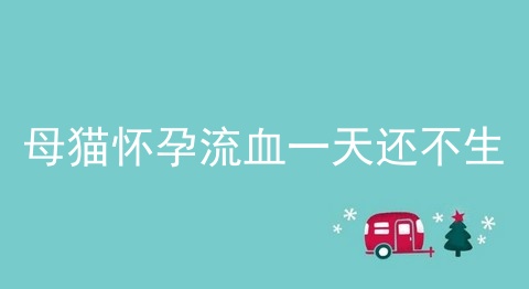 母猫怀孕流血一天还不生