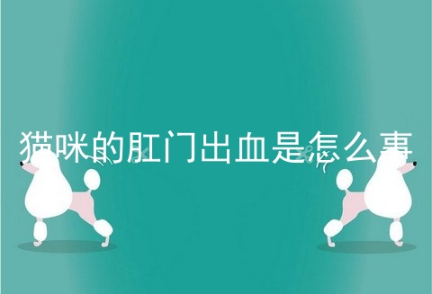 猫咪的肛门出血是怎么事