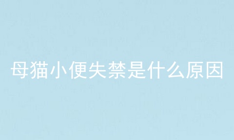 母猫小便失禁是什么原因