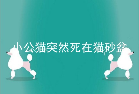 小公猫突然死在猫砂盆