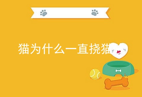 猫为什么一直挠猫砂