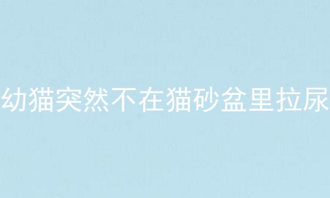 幼猫突然不在猫砂盆里拉尿