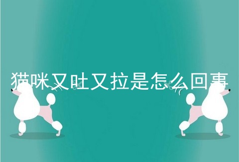 猫咪又吐又拉是怎么回事