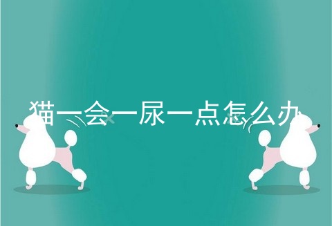 猫一会一尿一点怎么办