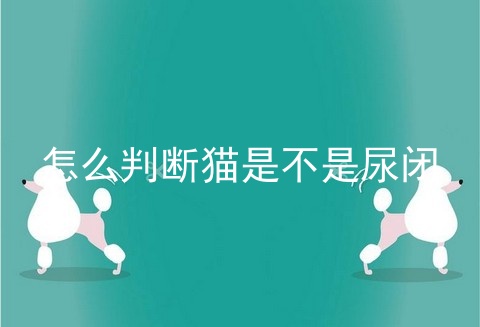 怎么判断猫是不是尿闭
