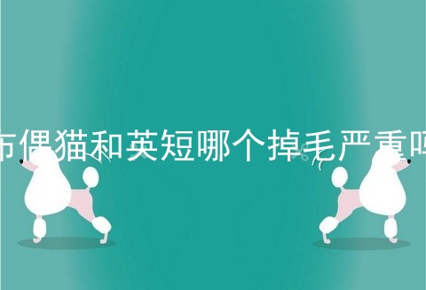 布偶猫和<a href=/cat/13.html target=_blank class=infotextkey>英短</a>哪个掉毛严重吗
