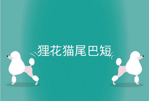 狸花猫尾巴短