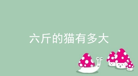 六斤的猫有多大