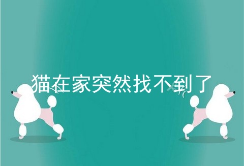 猫在家突然找不到了