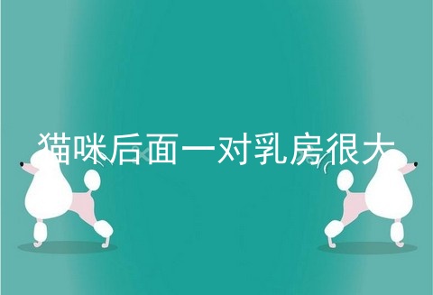 猫咪后面一对乳房很大