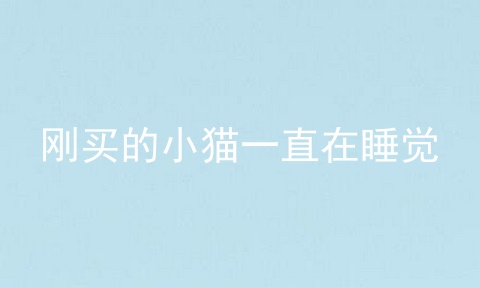 刚买的小猫一直在睡觉