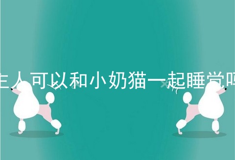 主人可以和小奶猫一起睡觉吗