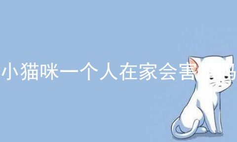 小猫咪一个人在家会害怕吗