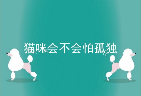 猫咪会不会怕孤独