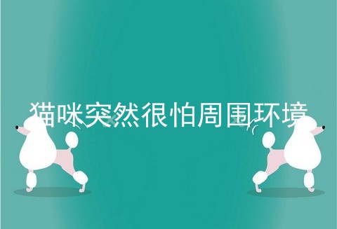 猫咪突然很怕周围环境