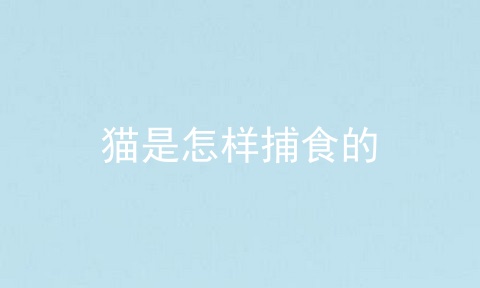 猫是怎样捕食的