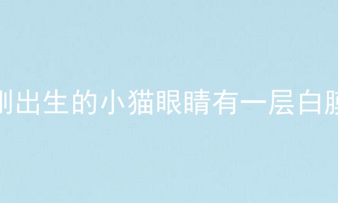 刚出生的小猫眼睛有一层白膜