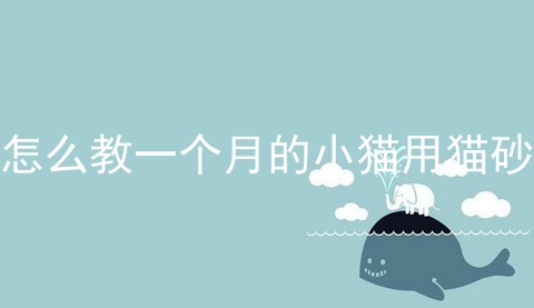 怎么教一个月的小猫用猫砂
