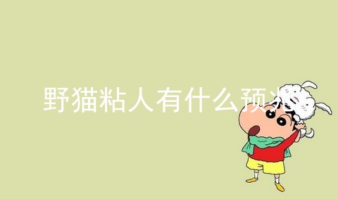 野猫粘人有什么预兆