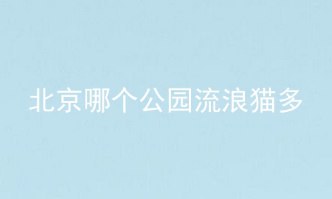 北京哪个公园流浪猫多