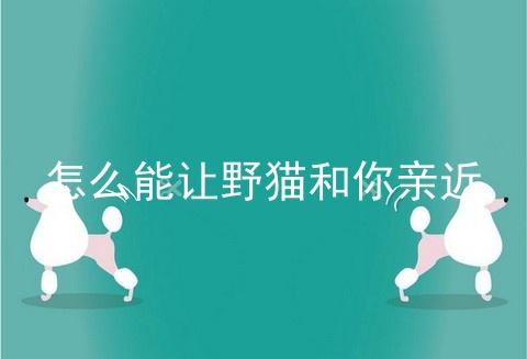 怎么能让野猫和你亲近