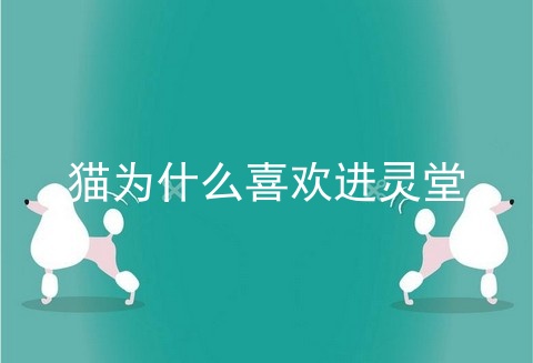 猫为什么喜欢进灵堂
